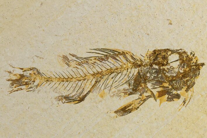 Bargain, Fossil Fish (Amphiplaga) - Rare Species #183208